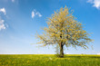 Single blossoming tree in spring