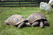 Two Giant Tortoises