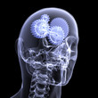 Skeleton X-Ray - Gear Head
