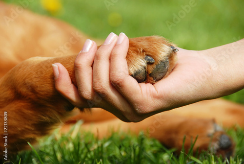 Foto: Dog paw and hand shaking Dog paw and hand shaking