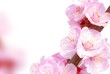 Plum flowers Plum flowers