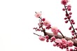 plum branch with flowers plum branch with flowers