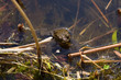 amphibian