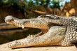 close-up of a crocodile