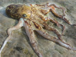Glorious Octopus