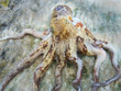 Deceased Octopus