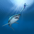 Illustration: Shark Attack! - 3D render Shark Attack! - 3D render