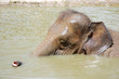 an elephant play at the pond in summer an elephant play at the pond in summer