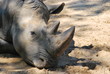 Portrait de rhinoceros