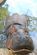 hippopotame