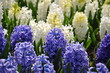 Blumeninsel Mainau, Land Baden-Württemberg, Deutschland.