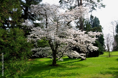 Foto: Blumeninsel Mainau, Land Baden-Württemberg, Deutschland. Blumeninsel Mainau, Land Baden-Württemberg, Deutschland.