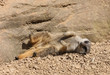 Young Meerkat sunbathing