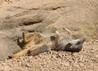 Young Meerkat sunbathing