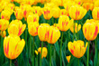 Photo: Spring yellow tulips Spring yellow tulips