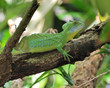 Drachen