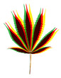Color marihuana leafs