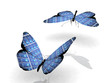 papillons écologiques