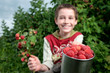 picking raspberries