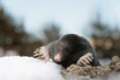 Foto: mole mole