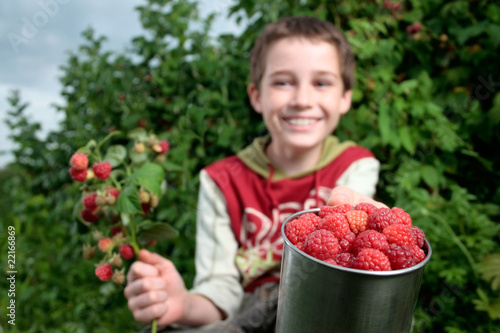 Photo: picking raspberries picking raspberries