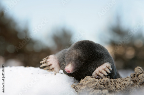Photo: mole mole