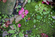 Moss and Flowers