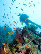 Buceo