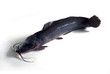 wels catfish (Flusswels)