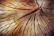 Wood Background