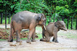 the mother elephant teach the baby elephant walk the mother elephant teach the baby elephant walk