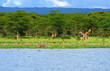 Family of wild giraffes