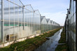 Greenhouses in Holland