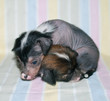 Two puppies