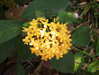 orange farbene blüte in thailand ende märz orange farbene blüte in thailand ende märz