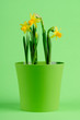 Daffodil