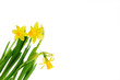 Daffodil