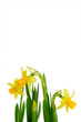 Daffodil