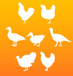 vector silhouettes birds