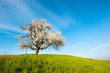 single blossoming tree in spring