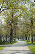 Weg auf Friedhof