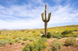 Springtime in the desert