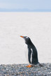 gentoo penguin gentoo penguin