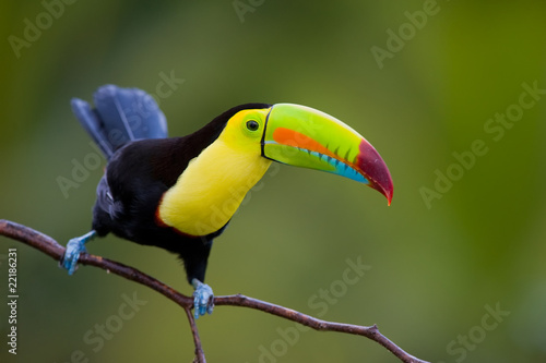 Photo: Keel Billed Toucan, from Central America. Keel Billed Toucan, from Central America.