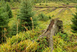 Piller Moor - Piller Swamp 18