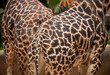 Giraffe patterns