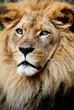Lion portrait