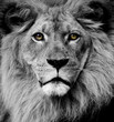 Photo: Lion eyes Lion eyes