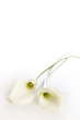 Weisse Callas