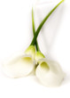 Weisse Callas Weisse Callas